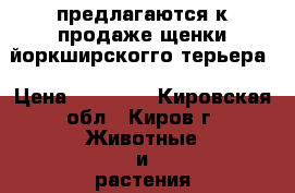 предлагаются к продаже щенки йоркширскогго терьера › Цена ­ 13 000 - Кировская обл., Киров г. Животные и растения » Собаки   